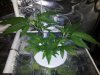 Plant 2 - Day 14.jpg