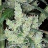 kaliman_seeds_marley039s_cheese.jpg