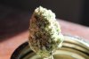 dry bud pics 003.jpg