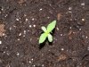 little ones_008growing-up.jpg