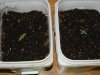 little ones_011growing-up.jpg