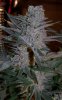 BlueWidow011_zps56d777b7.jpg