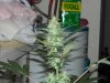 first grow 027.jpg