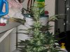 first grow 029.jpg