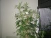 super cropping 8 days into flower 007.jpg