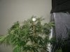 super cropping 8 days into flower 008.jpg