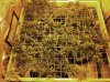 1_6_scrog_01.jpg