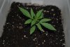 1.09.2013 grow room 007.jpg