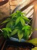 Ceres Seeds Purple Day 28.jpg