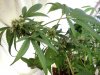 Tall Plant - Cola B - 130 Days Total - 1mo Flower - 02.jpg