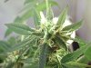 Medium Plant - Cola B - 130 Days Total - 1mo Flower.jpg