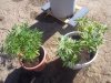 2013 winter grow2 001.jpg