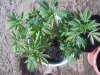 2013 winter grow2 005.jpg