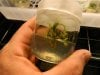 tissue culture 3 029.jpg