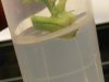 tissue culture 3 035.jpg