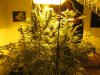 PTL hD 2nd grow.jpg