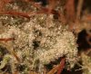 Trichs.jpg