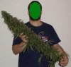 big bud.jpg