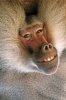 baboon-smile[1].jpg