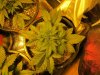 blue cheese grow 002.jpg