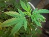 2013grow defects1 012.jpg