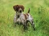 german-short-haired-pointer-345ds062810.jpg