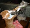 catfight.jpg