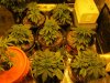 blue cheese grow (23 days old) 001.jpg