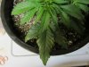 blue cheese grow (23 days old) 002.jpg