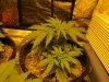 blue cheese grow (23 days old) 004.jpg