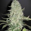 Female_seeds_WhiteWidow_BigBud.jpg