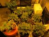 blue cheese grow 25 days 001.jpg