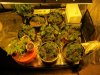 blue cheese grow 25 days 002.jpg