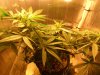 plant1day75(1).jpg