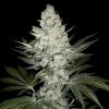 free-with-all-orders-seedsman-sleestack-x-skunk-1-regular-seeds_500.jpg