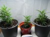 critical kush clones (1).jpg