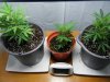 critical kush clones (4).jpg