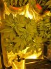 blue cheese grow 33 days old 003.jpg