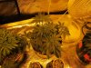 blue cheese grow 33 days old 005.jpg