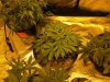 blue cheese grow 33 days old 007.jpg