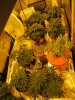 blue cheese grow 33 days old 010.jpg