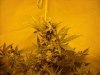 first_grow_057.jpg