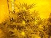 first_grow_055.jpg