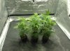 girl scour cookies thin mint clones.jpg