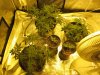 blue cheese grow day 36 001.jpg