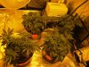 blue cheese grow day 36 002.jpg