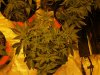 blue cheese grow day 36 003.jpg