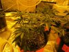 blue cheese grow day 36 004.jpg