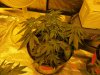 blue cheese grow day 36 005.jpg