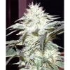 white-widow2-900x900.jpg